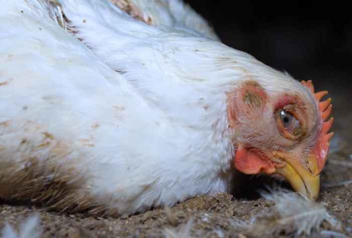 Ayam Broiler Sakit di Purwokerto Selatan, Banyumas