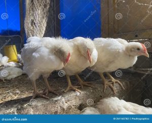 Ayam Broiler Sakit di Ambal, Kebumen Pengertian dan Solusi