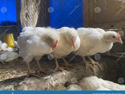 Ayam Broiler Sakit di Ambal, Kebumen