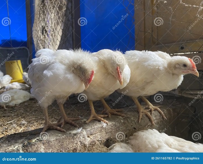 Ayam Broiler Sakit di Ambal, Kebumen