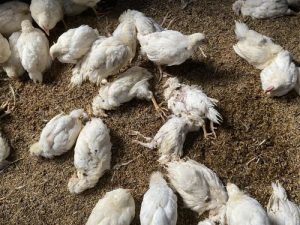 Ayam Broiler Sakit di Cilongok, Banyumas