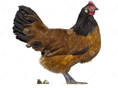 Ayam Berak Putih di Sruweng, Kebumen