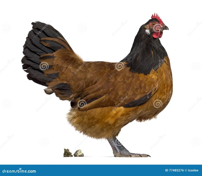 Ayam Berak Putih di Sruweng, Kebumen