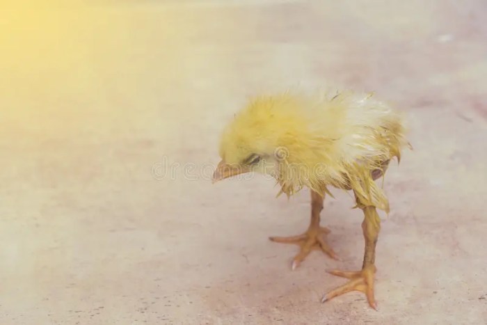 Ayam Broiler Sakit di Kebumen, Kabupaten Kebumen