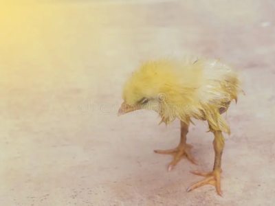 Ayam Broiler Sakit di Kebumen, Kabupaten Kebumen