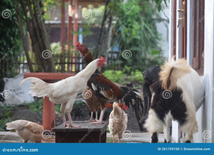 Ayam Kampung Cepat Besar di Bener, Purworejo