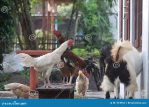 Ayam Kampung Cepat Besar di Bener, Purworejo