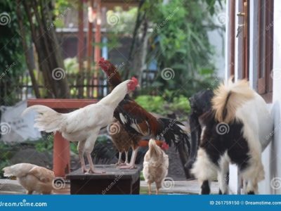 Ayam Kampung Cepat Besar di Bener, Purworejo