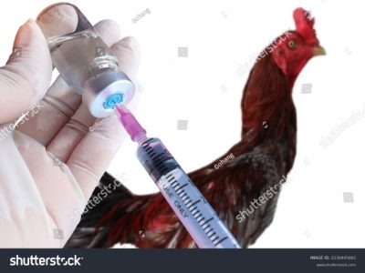 Vaksin Ayam Lengkap di Kalibagor, Banyumas