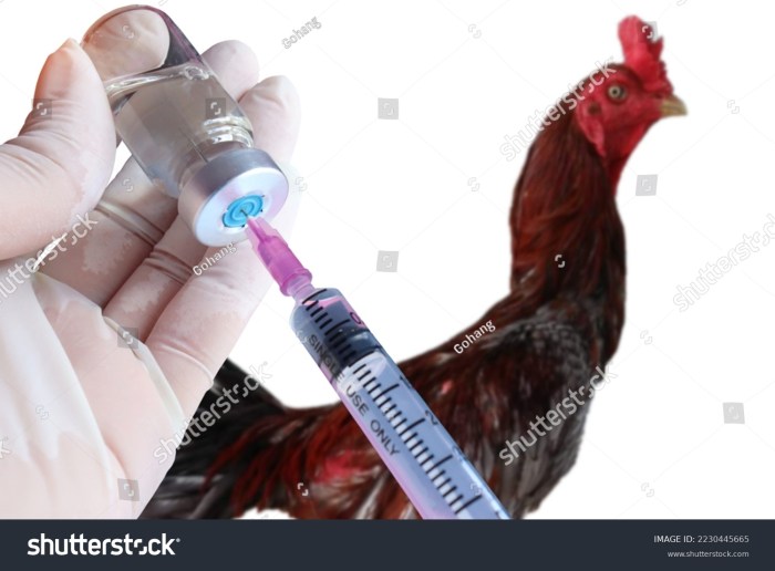Vaksin Ayam Lengkap di Kalibagor, Banyumas