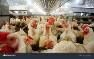 FCR Ayam Broiler di Bagelen, Purworejo Berkembang Pesat