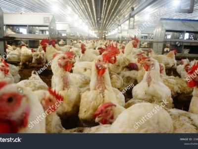 FCR Ayam Broiler di Bagelen, Purworejo