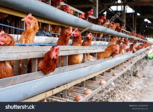 Ternak Ayam Petelur di Karanggayam, Kebumen Berkembang Pesat