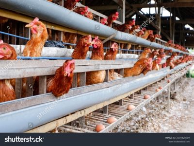 Ternak Ayam Petelur di Karanggayam, Kebumen