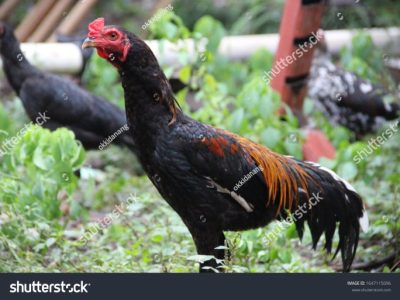 Jual Ayam Kampung di Banyuurip, Purworejo