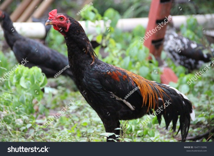 Jual Ayam Kampung di Banyuurip, Purworejo