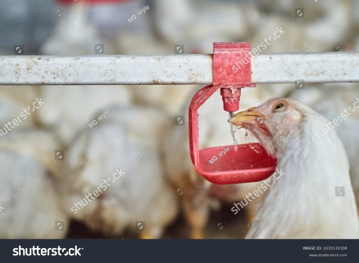 Tempat Minum Ayam di Wangon, Banyumas