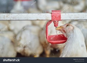 Tempat Minum Ayam di Wangon, Banyumas yang Menarik
