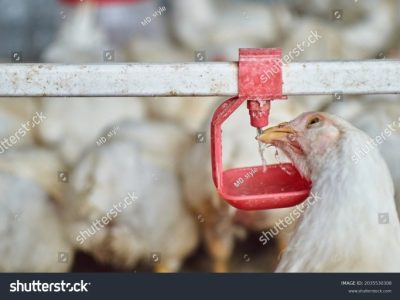 Tempat Minum Ayam di Wangon, Banyumas