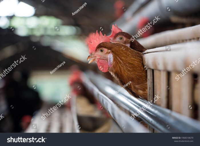 Ternak Ayam Petelur di Tambak, Banyumas