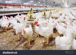 Usaha Ternak Ayam di Kemiri, Purworejo yang Menguntungkan