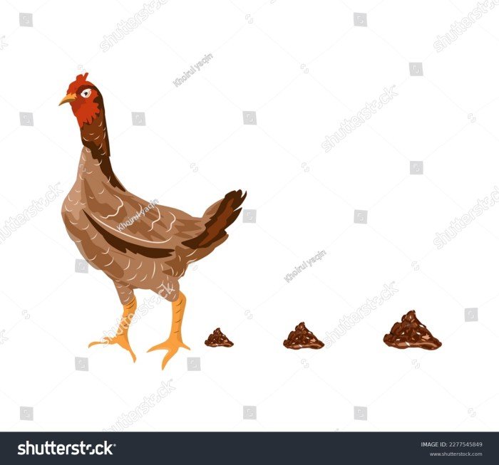Ayam Berak Putih di Prembun, Kebumen