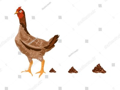 Ayam Berak Putih di Prembun, Kebumen
