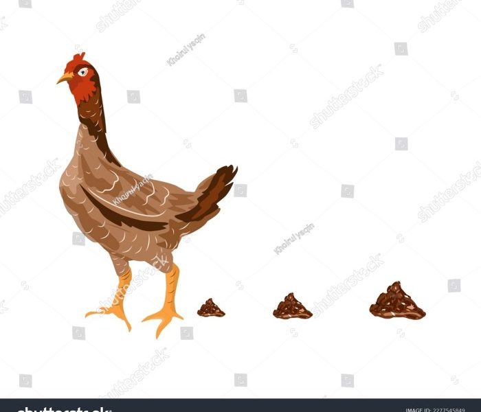 Ayam Berak Putih di Prembun, Kebumen