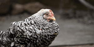 Ayam Stres di Kalibagor, Banyumas yang Mengkhawatirkan