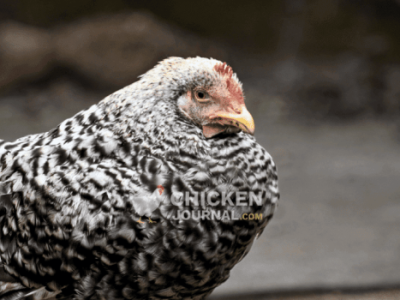 Ayam Stres di Kalibagor, Banyumas