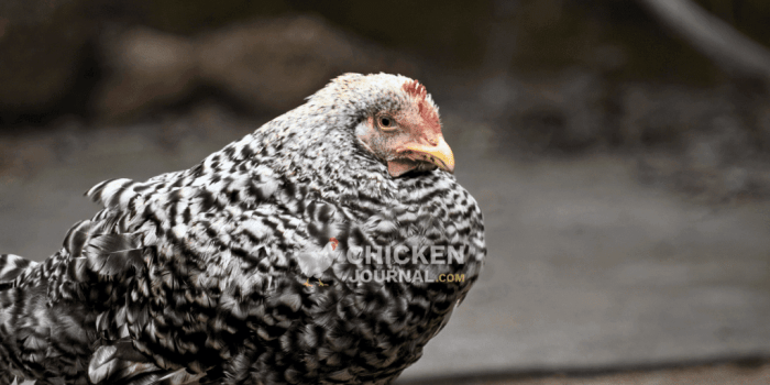 Ayam Stres di Kalibagor, Banyumas