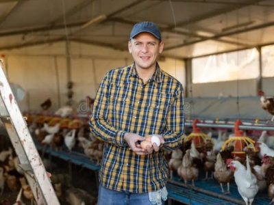 Peternak Ayam Sukses di Gebang, Purworejo