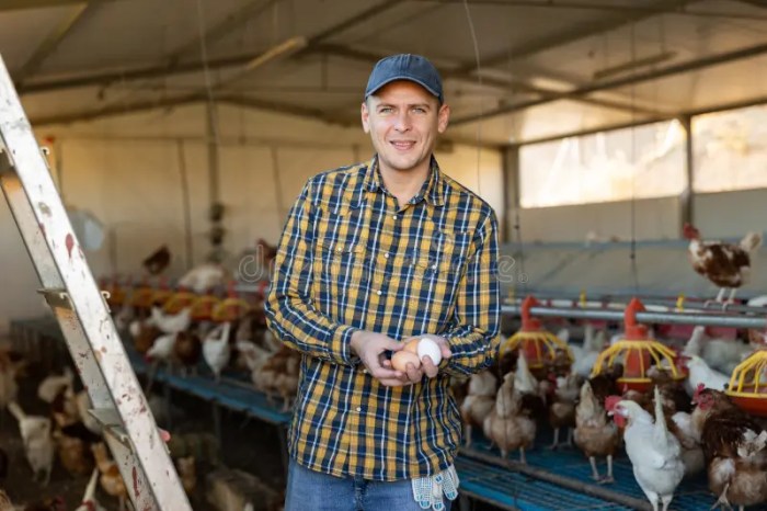 Peternak Ayam Sukses di Gebang, Purworejo