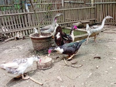 Harga Ayam Bangkok di Sumpiuh, Banyumas