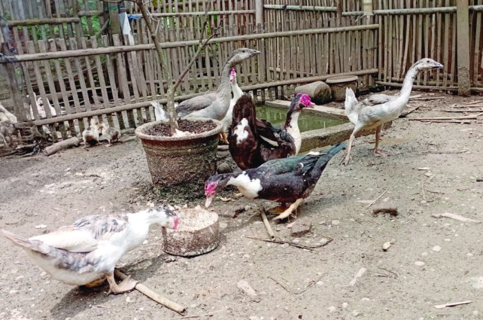 Harga Ayam Bangkok di Sumpiuh, Banyumas