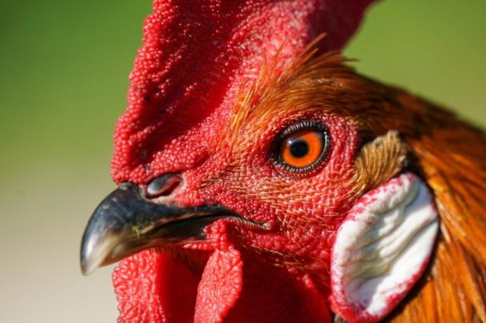 Ayam Mata Bengkak di Bonorowo, Kebumen