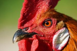 Ayam Mata Bengkak di Bonorowo, Kebumen Fenomena Unik