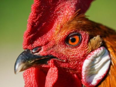 Ayam Mata Bengkak di Bonorowo, Kebumen