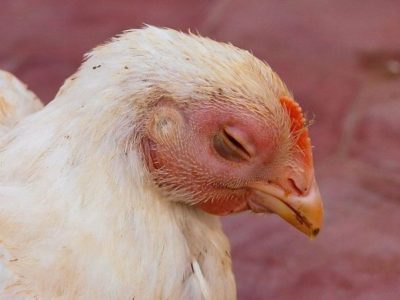 Ayam Mata Bengkak di Bancak, Semarang