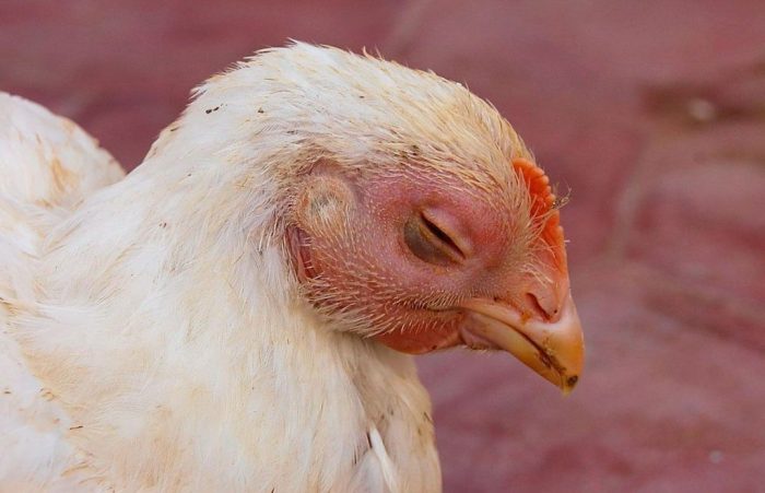 Ayam Mata Bengkak di Bancak, Semarang
