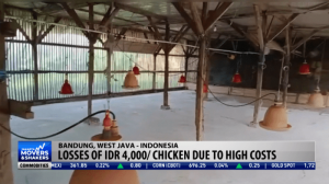 Ayam Kampung Cepat Besar di Cilongok, Banyumas
