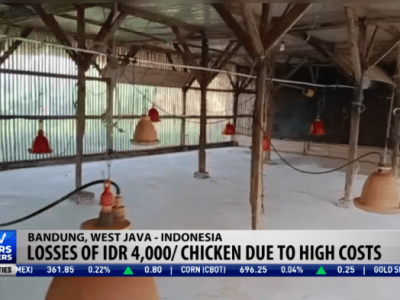 Ayam Petelur Tidak Produksi di Butuh, Purworejo