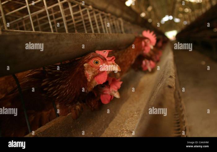 Ayam Kampung Petelur di Sumbang, Banyumas