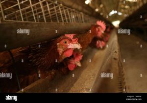 Ayam Kampung Petelur di Sumbang, Banyumas yang Berkualitas