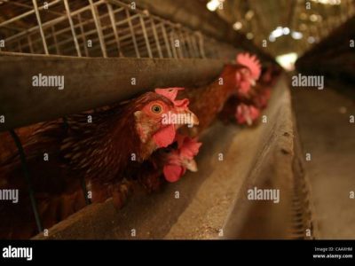 Ayam Kampung Petelur di Sumbang, Banyumas