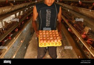 Forum Peternak Ayam di Gumelar, Banyumas Mendorong Inovasi