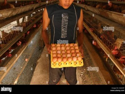 Forum Peternak Ayam di Gumelar, Banyumas