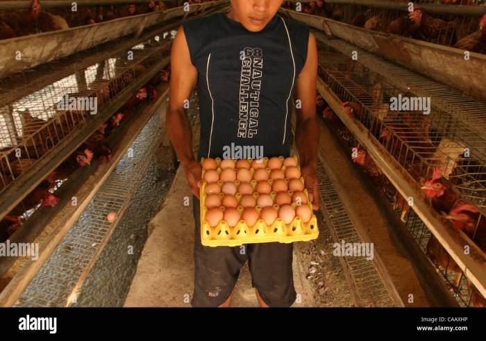 Forum Peternak Ayam di Gumelar, Banyumas