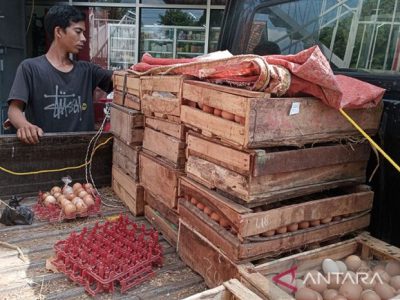 Harga Telur Hari Ini di Wangon, Banyumas