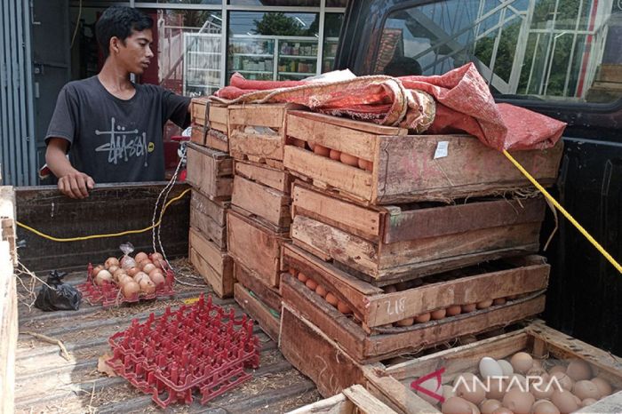 Harga Telur Hari Ini di Wangon, Banyumas